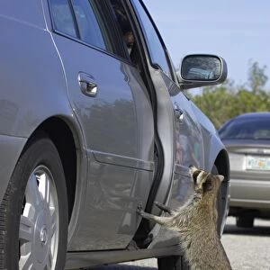 Common Raccoon (Procyon lotor) adult, begging for food beside car, Ding Darling N. W. R. Florida, U. S. A