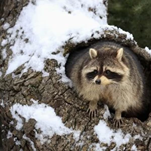 Common Raccoon (Procyon lotor) adult, at den entrance in snow covered tree trunk, Montana, U. S. A. winter (captive)