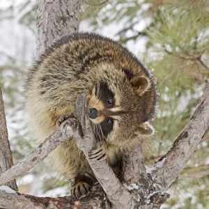 Common Raccoon (Procyon lotor) adult, feeding on bark in pine tree, Minnesota, U. S. A. January (captive)