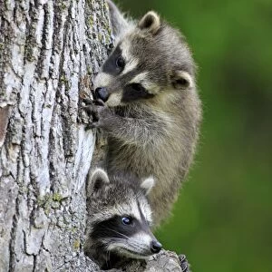 Common Raccoon (Procyon lotor) two young, at den entrance in tree trunk, Minnesota, U. S. A