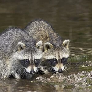 Common Raccoon (Procyon lotor) two young, feeding, crabbing at edge of water in mangrove swamp, Ding Darling N. W. R
