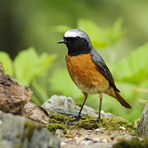 Common Redstart (Phoenicurus phoenicurus) adult male, standing on drystone wall, Gilfach Farm Nature Reserve