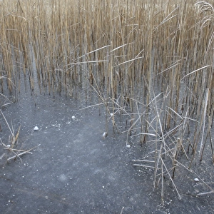 Common Reed (Phragmites australis) reedbed habitat and frozen scape, in river valley fen, Redgrave and Lopham Fen N. N. R. Waveney Valley, Suffolk, England, november