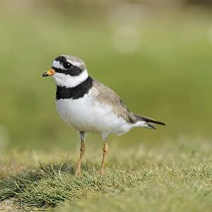 Common Ringed Plover (Charadrius hiaticula) adult, breeding plumage, standing on grass, Flatey Island, Iceland, July
