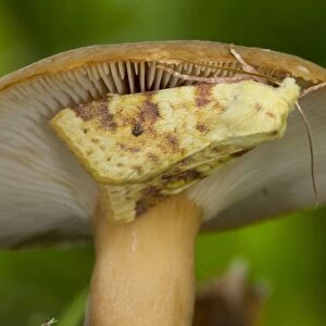 Common Sallow (Xanthia icteritia) adult, resting on fungi, Powys, Wales, September