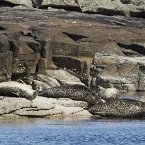 Common Seal (Phoca vitulina) adults, group hauled out on rocks at high tide, Shetland Islands, Scotland, May