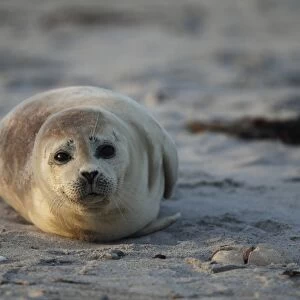 Common Seal (Phoca vitulina) young, resting on beach at sunset, Heligoland, Schleswig-Holstein, Germany, may