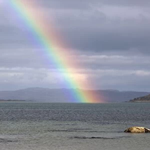 Common Seal resting on rock as the tide goes out with rainbow over the Sound of Jura- Scotland