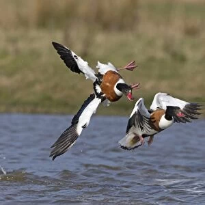 Common Shelduck (Tadorna tadorna) two adult females, in flight, aggressively chasing rival over water, Suffolk