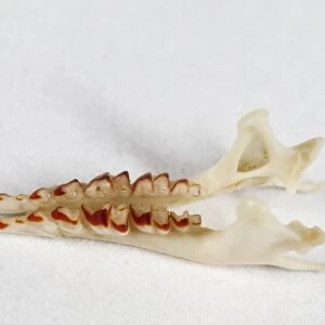 Common Shrew (Sorex araneus) jaw