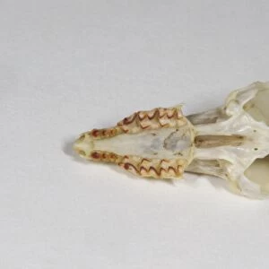 Common Shrew (Sorex araneus) skull