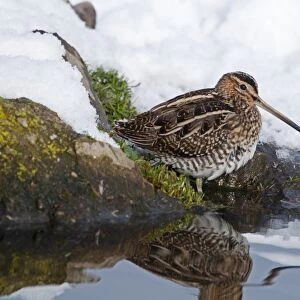 Common Snipe (Gallinago gallinago) adult, foraging on snow covered bank of pond, Salthouse, Norfolk, England, december