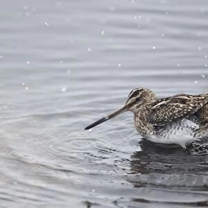 Common Snipe (Gallinago gallinago) adult, bathing in shallow water during snowfall, Warwickshire, England, March