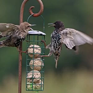 Common Starling (Sturnus vulgaris) adult and immature, feeding and squabbling at fat feeder, Norfolk, England, august