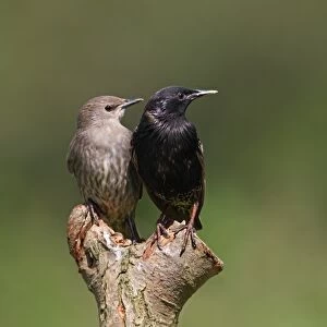 Common Starling (Sturnus vulgaris) adult and juvenile, perched on post, Norfolk, England, july