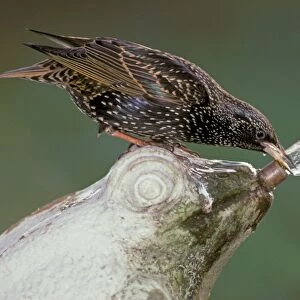 Common Starling (Sturnus vulgaris) adult, drinking from garden fountain, England