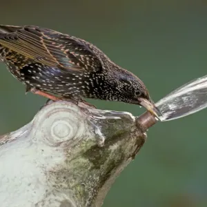 Common Starling (Sturnus vulgaris) adult, drinking from garden fountain, England Common Starling (Sturnus vulgaris) adult, drinking from garden fountain, England