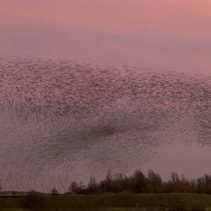 Common Starling (Sturnus vulgaris) flock, in roosting flight at sunset, blurred movement, Derbyshire, England, December