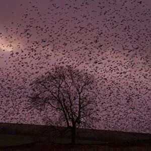 Common Starling (Sturnus vulgaris) flock, in roosting flight at sunset, Derbyshire, England, December