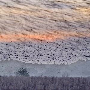 Common Starling (Sturnus vulgaris) flock, in roosting flight, blurred movement, over coastal reedbed habitat at dusk