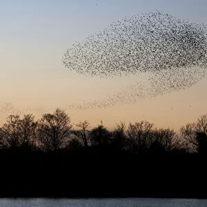 Common Starling (Sturnus vulgaris) flock, in roosting flight over lake and woodland at sunset, Faversham, Kent