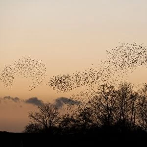 Common Starling (Sturnus vulgaris) flock, in roosting flight over trees at sunset, Faversham, Kent, England, december