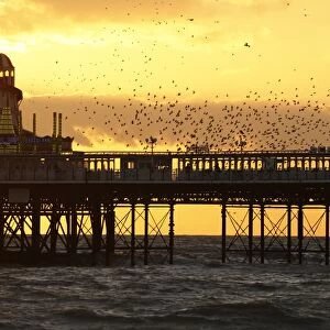 Common Starling (Sturnus vulgaris) flock, in flight, gathering over roost site at sunset, Brighton Pier, Brighton