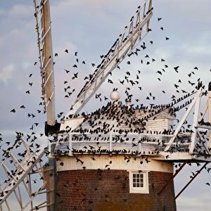 Common Starling (Sturnus vulgaris) flock, in flight, arriving at roost on windmill, Cley Windmill, Cley, Norfolk, England, october