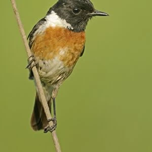 Common Stonechat (Saxicola torquata) adult male, perched on stem, Bulgaria, may