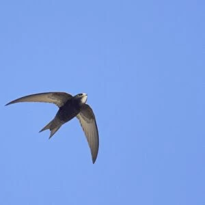 Common Swift (Apus apus) adult, in flight, Hailuoto Island, Oulu, Finland