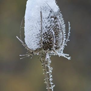 Common Teasel (Dipsacus fullonum) close-up of seedhead, covered with snow, Kent, England, december