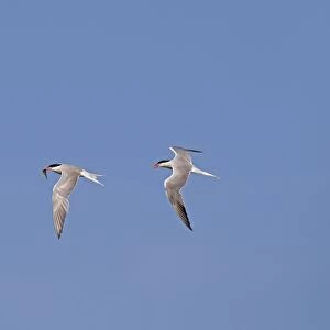 Common Tern (Sterna hirundo) adult pair, breeding plumage, in flight, one pursuing mate with fish