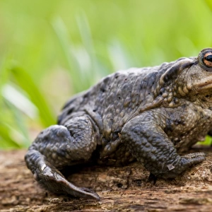 Common Toad (Bufo bufo) adult, sitting on log, Lesnes Abbey Woods, Bexley, Kent, England, march