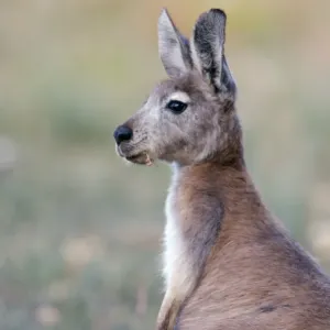 Common Wallaroo (Macropus robustus) adult, feeding, South Australia, Australia Common Wallaroo (Macropus robustus) adult, feeding, South Australia, Australia