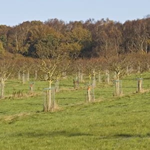 Common Walnut (Juglans regia) orchard, young trees with wire tree guards, Tincleton, Dorset, England, november