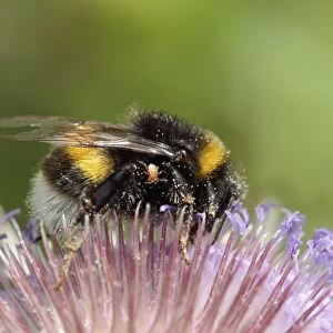 Common White-tailed Bumblebee (Bombus lucorum) adult, with parasitic tick on body, feeding on thistle flower in meadow