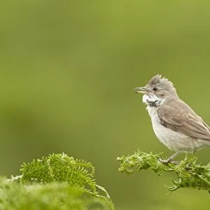 Common Whitethroat (Sylvia communis) adult male, singing, perched on bracken, Pembrokeshire, Wales, july