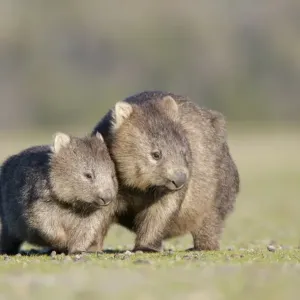 Prints of : Australia