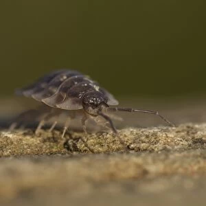 Common Woodlouse (Oniscus asellus) adult, Sheffield, South Yorkshire, England, January