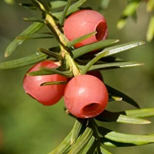 Common Yew (Taxus baccata) close-up of berries, Sussex, England