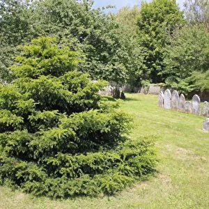 Common Yew (Taxus baccata) Millenium Yew, habit, planted in churchyard, St