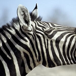 Common Zebra (Equus burchellii) adult, close-up of head, yawning, Kruger N. P. South Africa