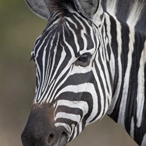 Common Zebra (Equus quagga) adult, close-up of head, Ngorongoro Crater, Tanzania, november