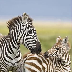 Common Zebra (Equus quagga) adult female, grooming foal, Lake Nakuru, Great Rift Valley, Kenya