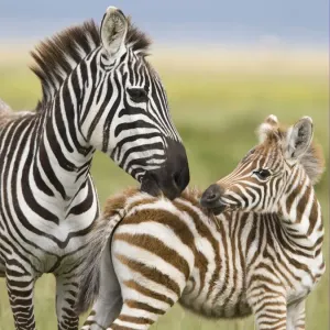 Common Zebra Print: Adult Female Grooming Foal Common Zebra Print: Adult Female Grooming Foal
