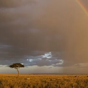 Common Zebra (Equus quagga) herd, in savannah habitat with rainbow, in evening sunlight, Masai Mara National Reserve