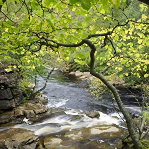 Confluence of stream joining river in woodland, East Gill Force, River Swale, Keld, Swaledale, Yorkshire Dales N. P