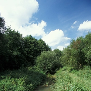 Conservation - Reserves - Little Ouse River bordering Thelnetham Fen, Suffolk Wildlife Trust
