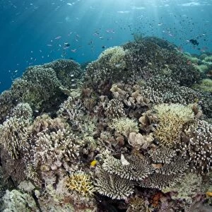 Coral reef habitat with various species of fish, Tutuntute, Wetar Island, Barat Daya Islands, Lesser Sunda Islands