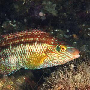 Corkwing Wrasse (Symphodus melops) adult, in breeding colours, swimming, Swanage Pier, Swanage Bay, Isle of Purbeck, Dorset, England, june